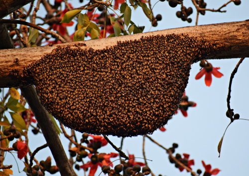 Cách chọn mua mật ong rừng nguyên chất chuẩn nhất